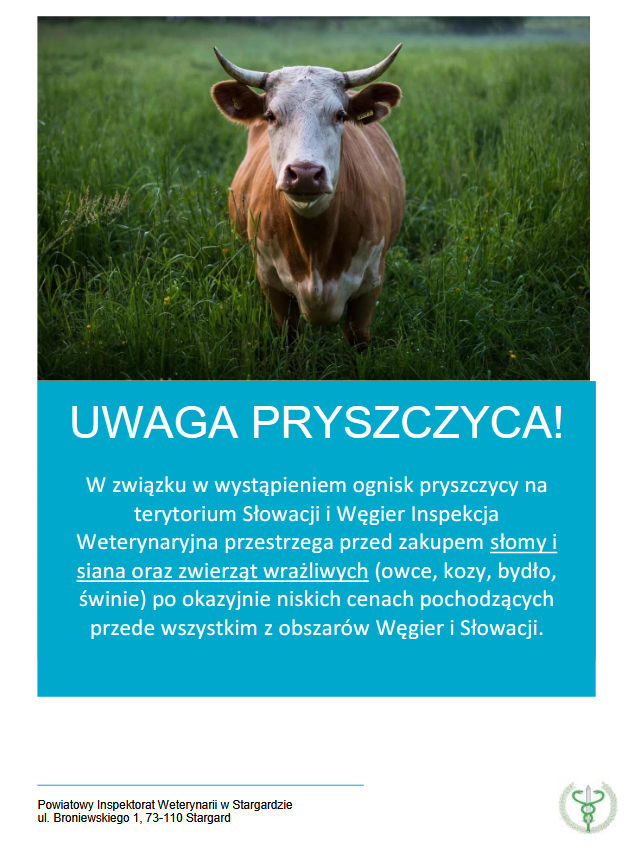 Zdjęcie krowy w trawie poniżej tekst: Uwaga pryszczyca W związku w wystąpniem ogniski pryszczycy na terytorium Słowacji i Węgier Inspekcja Weterynaryjna przestrzega przed zakupem słomy i siana oraz zwierząt wrażliwych (owce, kozy, bydło, świnie) po okazyjnie niskich cenach pochodzących przede wszystkim z obszarów Węgier i Słowacji. Powiatowy Inspektorat Weterynarii w Stargardzie ul. Broniewskiego 1, 73-110 Stargard